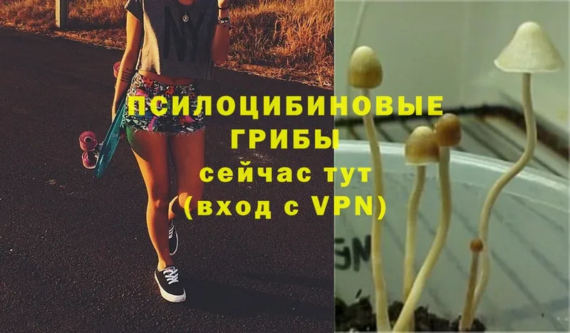 Псилоцибиновые грибы Cubensis  МЕГА ССЫЛКА  Зерноград 